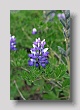 Fleur 4